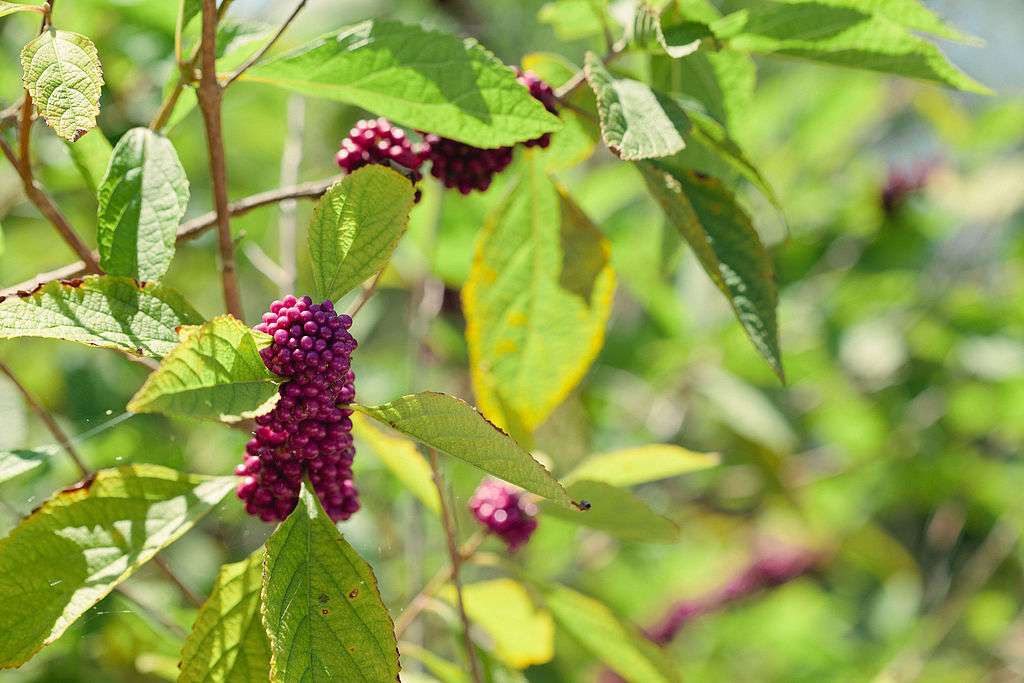 Beautyberry shrub