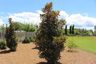Southern Magnolia Dwarf Tree
