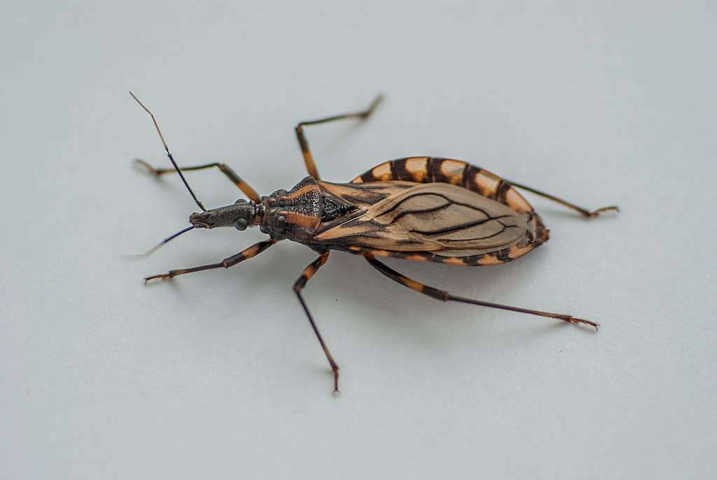 Kissing Bug in US