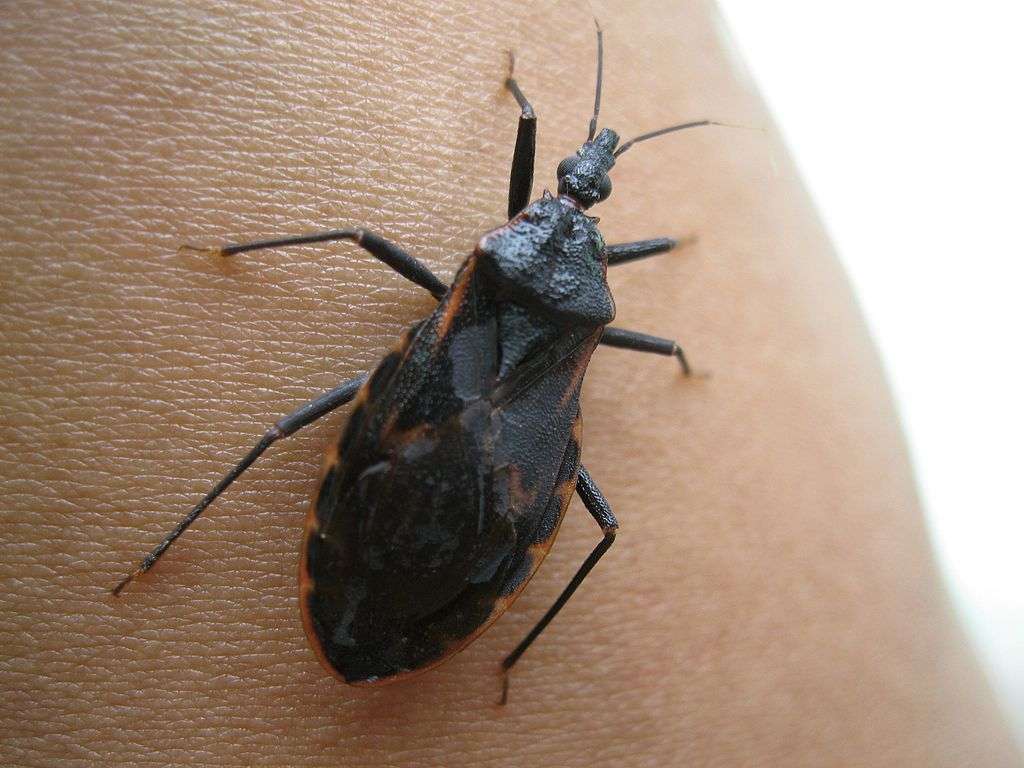 Kissing Bug on skin