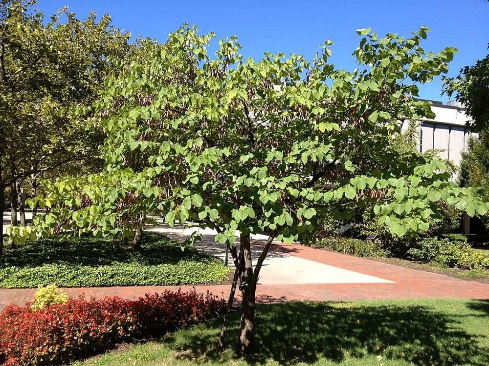 Eastern Redbud tree