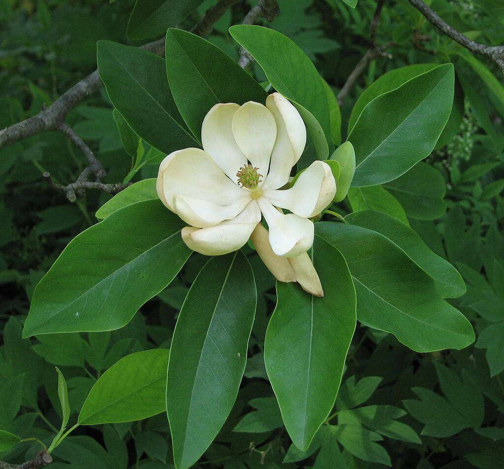 Sweetbay magnolia flower