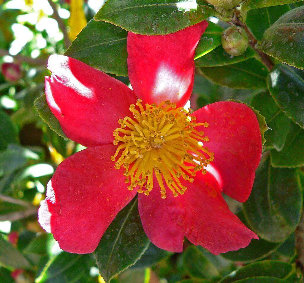 Camellia sasanqua flowering tree