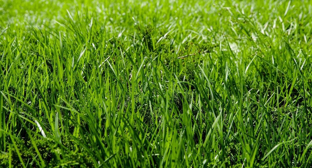 Lawn Aeration Vs Seeding Lush Gr