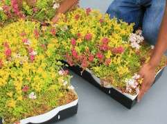 Green roof plant Tray for installation
