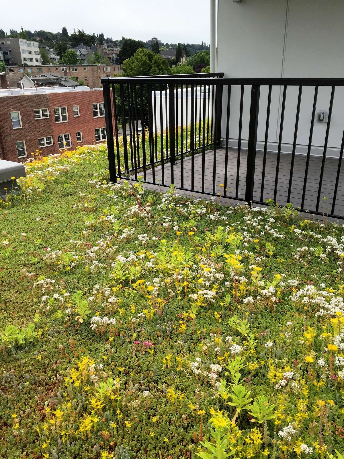 Green roof with flowers
