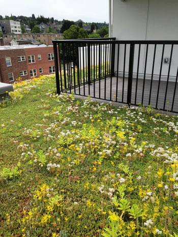 Green roof with flowers on commercial property