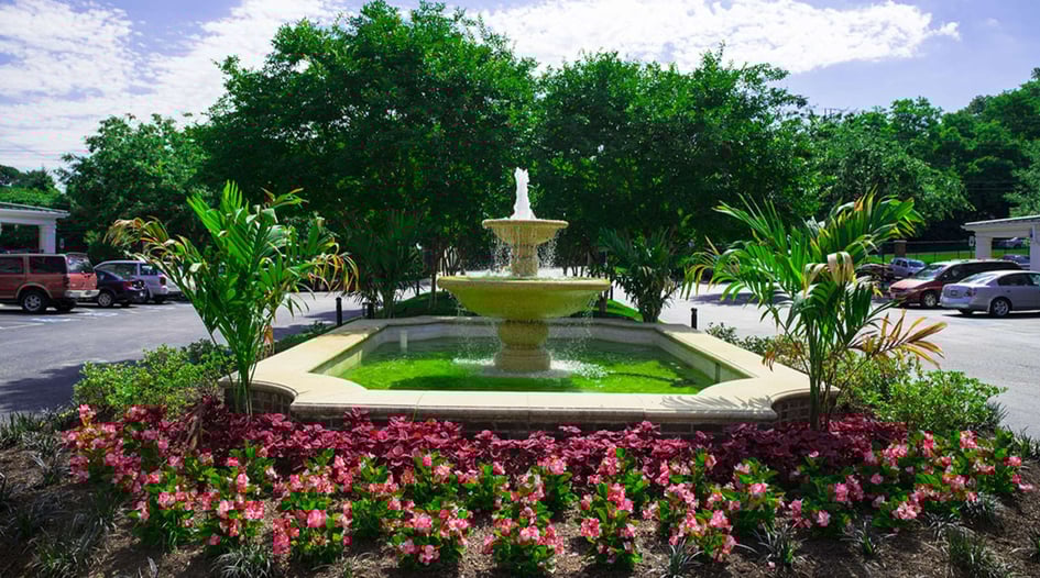 A Dozen Of The Best Native Plants For Your Washington DC Commercial