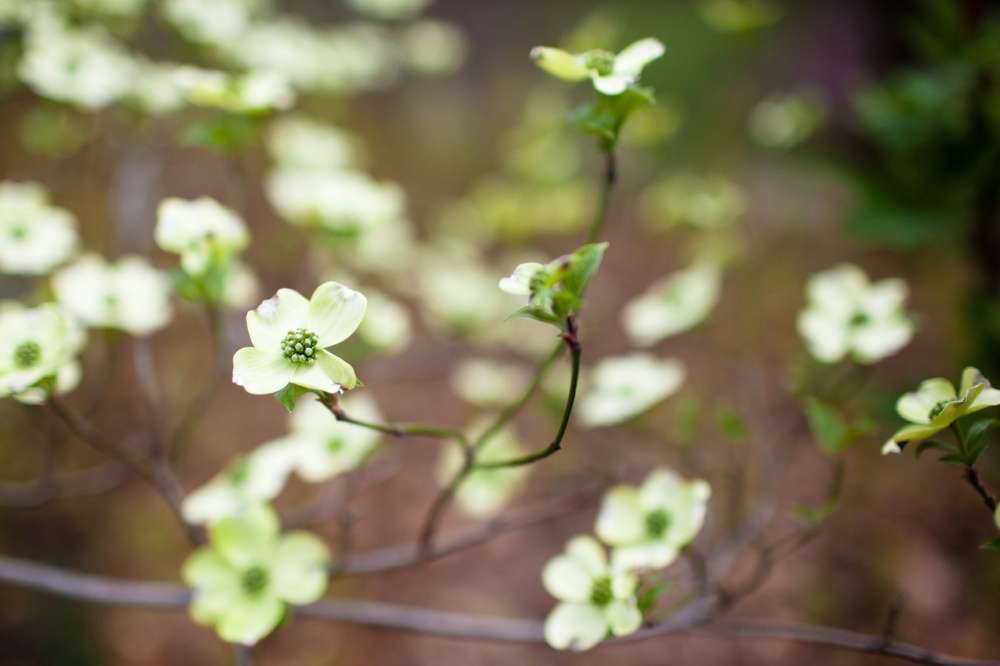 Flowering Dogwood