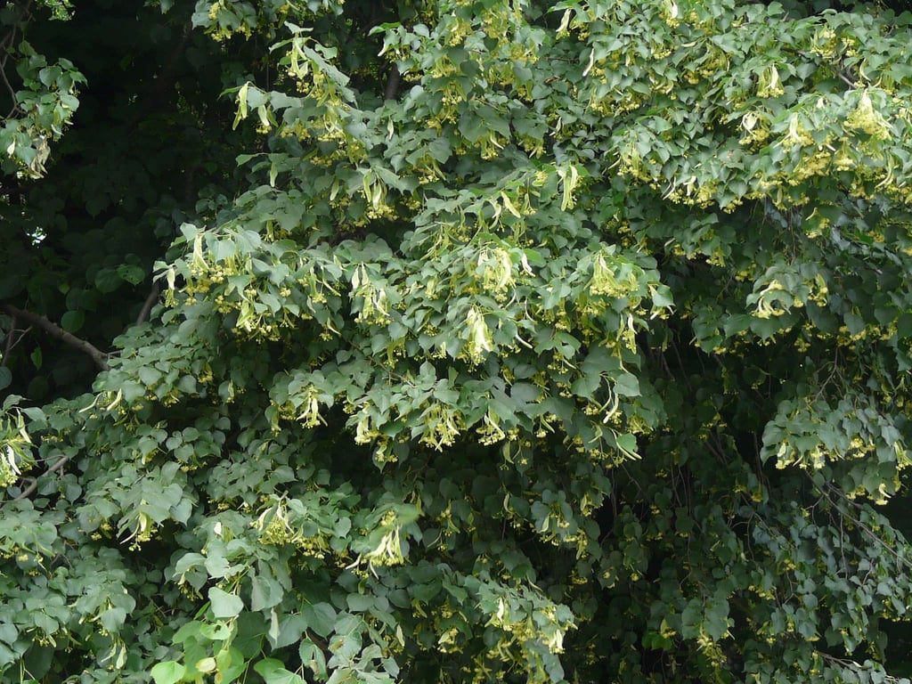 trees for parking lots in dc trees for parking lots in dc
