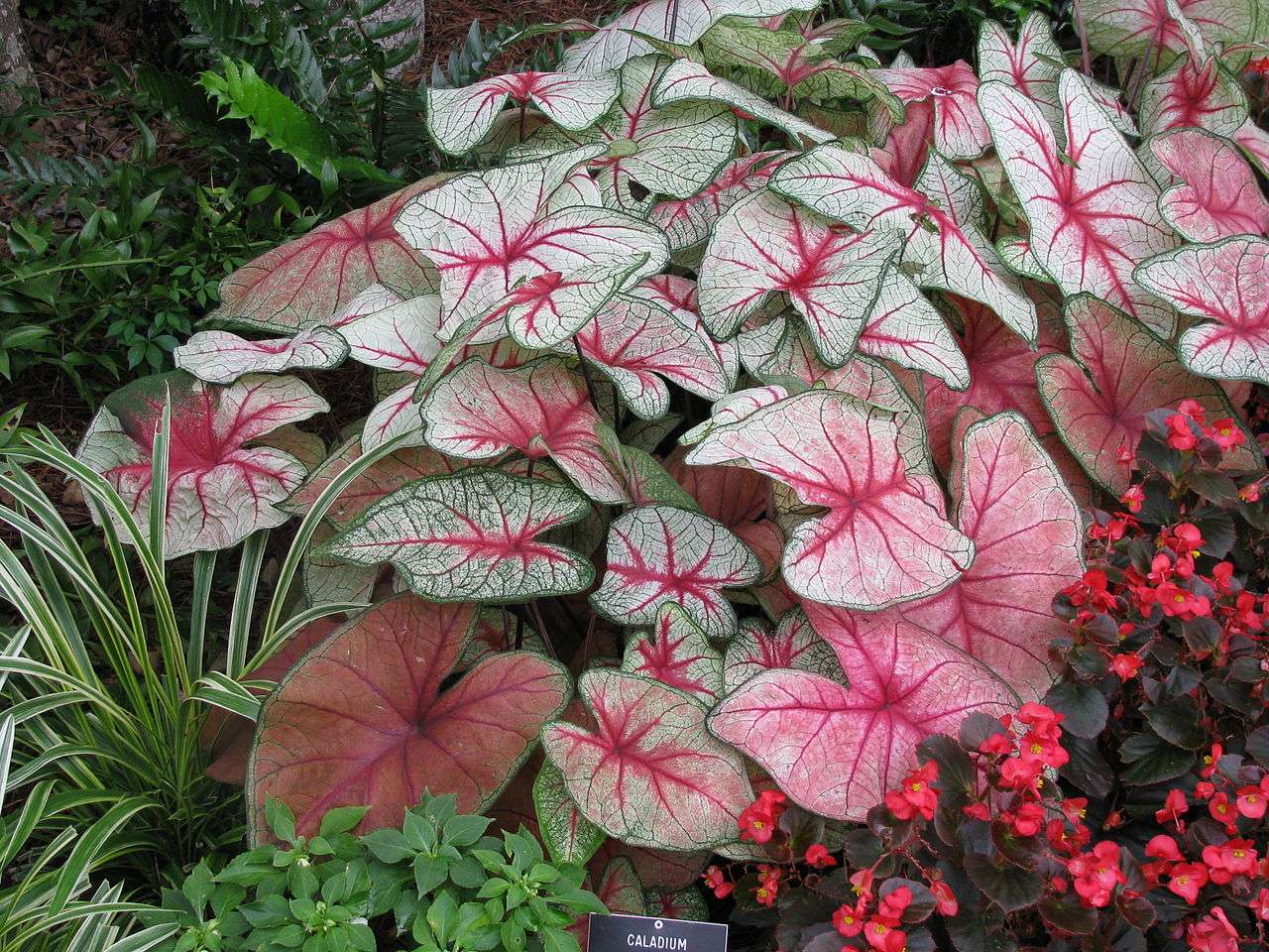 tropical plantings in landscape beds for seasonal color