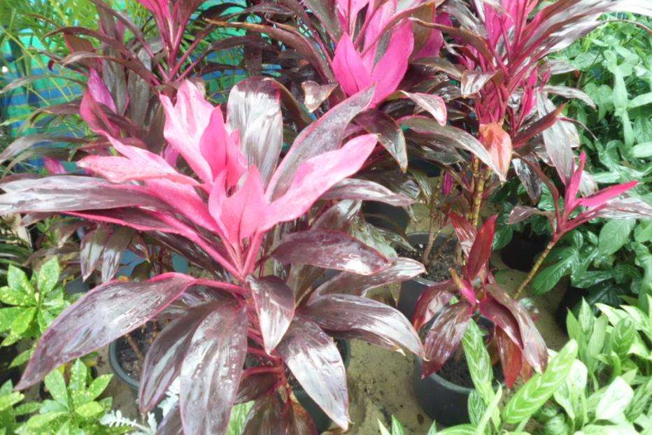 Best Tropical Plants For Washington DC, Maryland and Virginia
