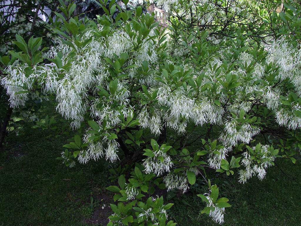 White fringe tree (chionanthus virginicus)
