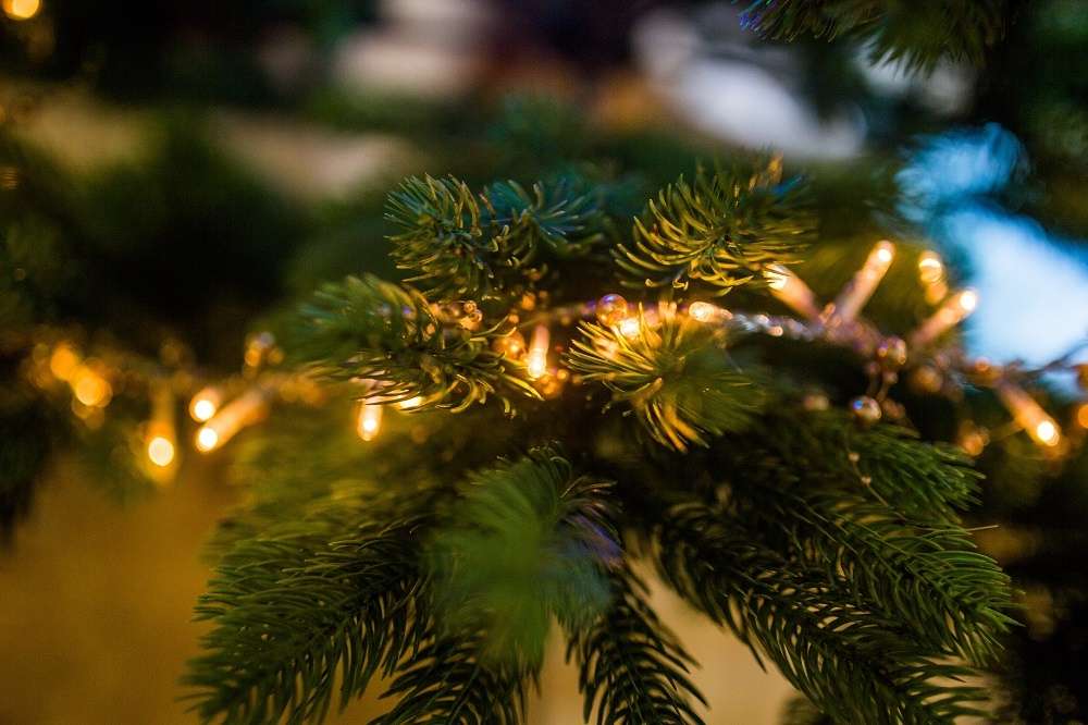 christmas lights on branch