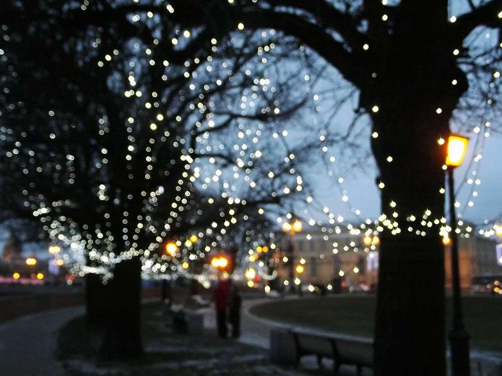 trees with holiday lights