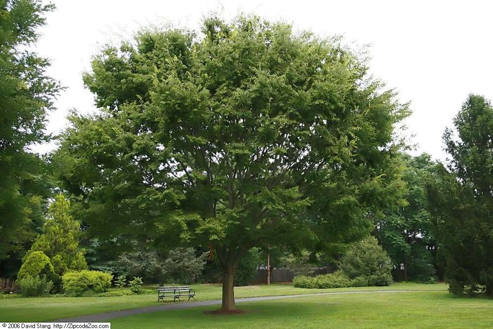 Zelkova tree