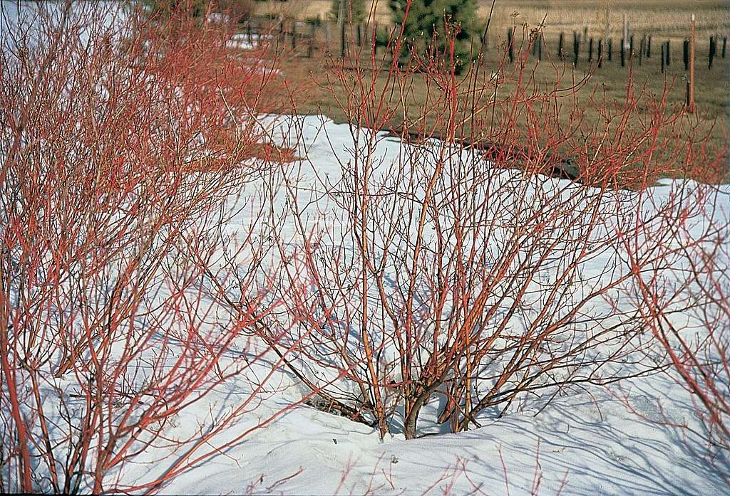 CC- Red Twig Dogwood