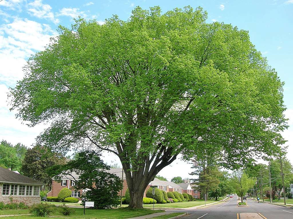 Elm tree near parking lot
