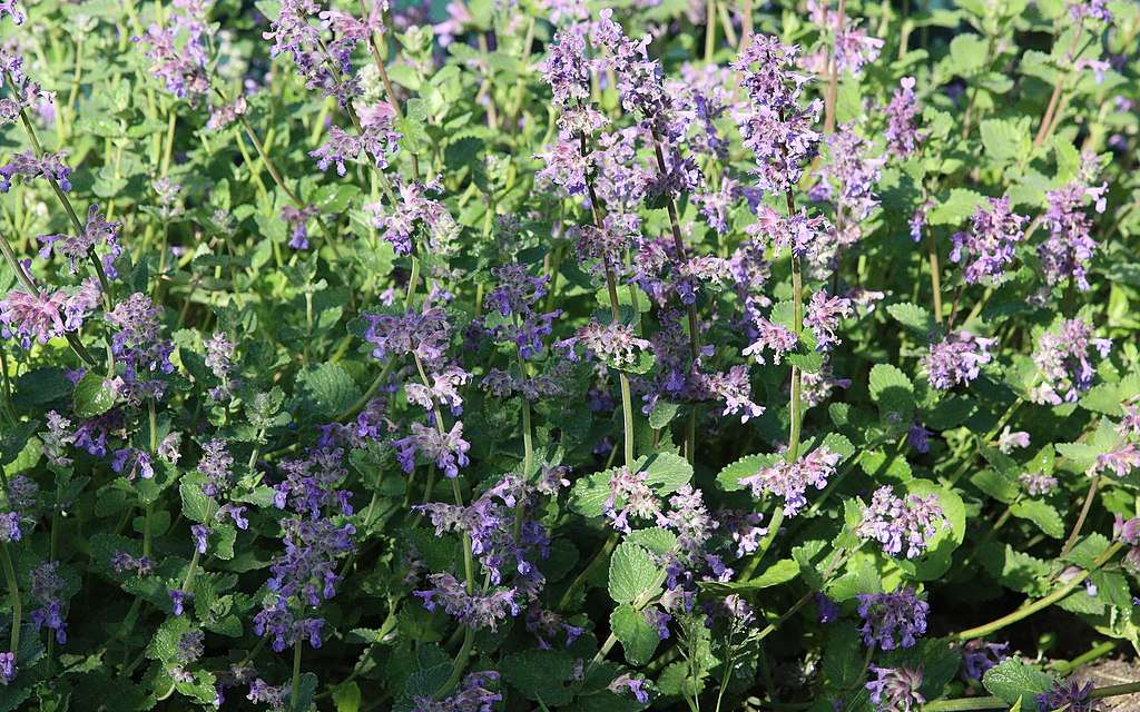 catmint
