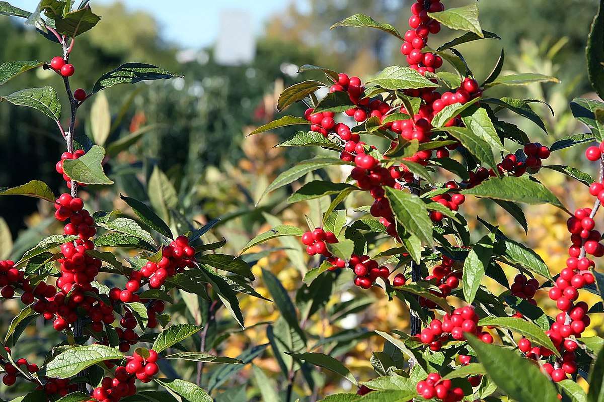 Winterberry holly shrub