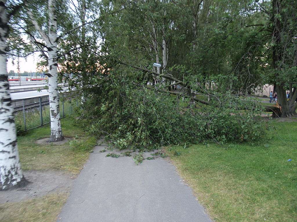 fallen tree blocking sidewalk