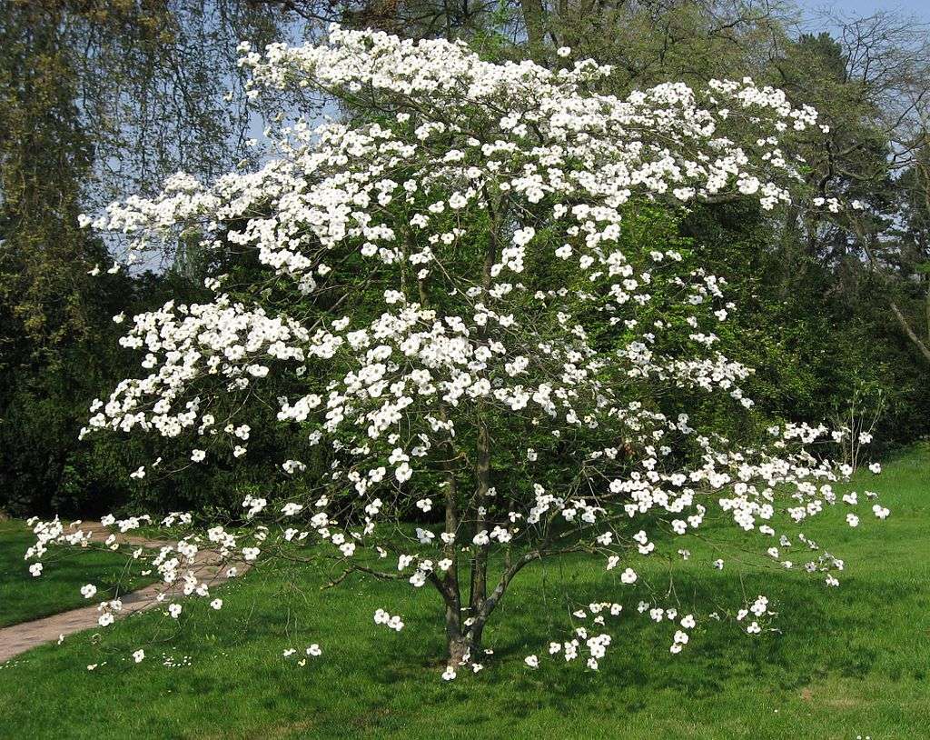 Flowering dogwood tree
