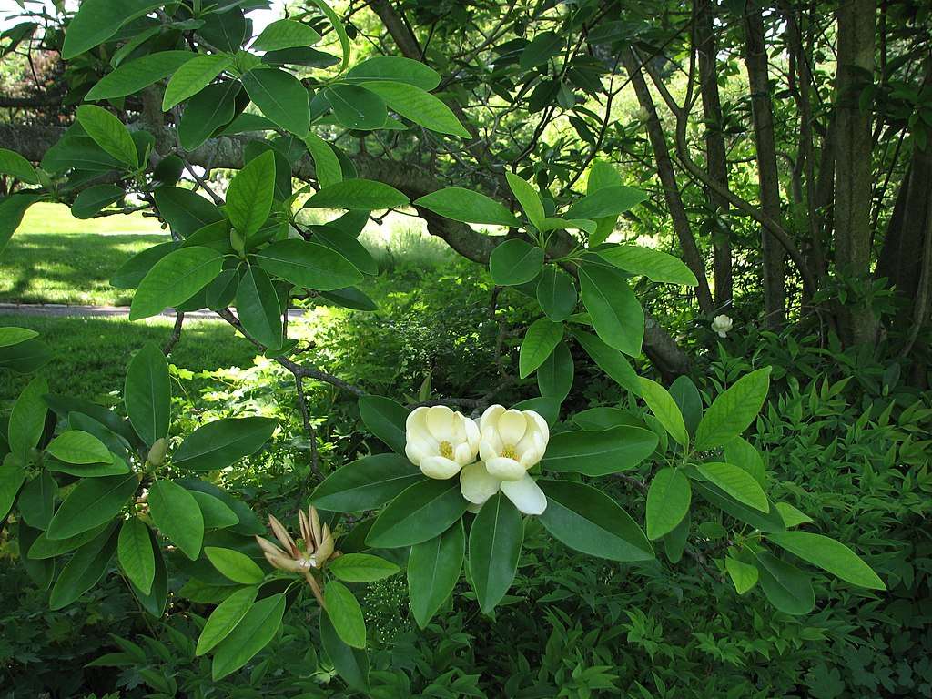 CC- Sweetbay Magnolia