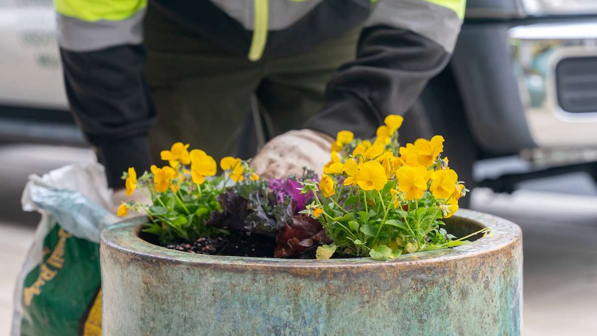 landscape maintenance team installs flowers into planters