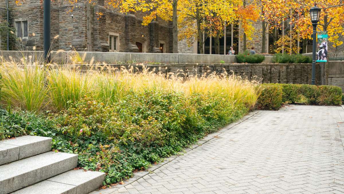 landscape beds filled with native plantings at loyola university
