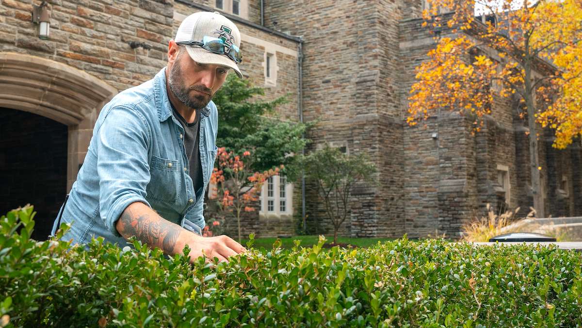 plant health care expert inspects bushes