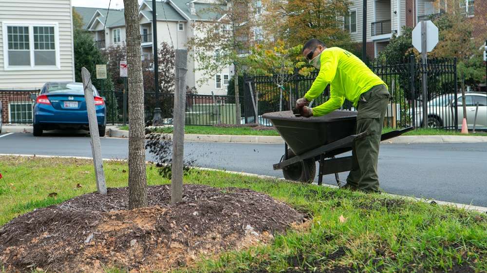 Commercial landscaping crew mulching in spring
