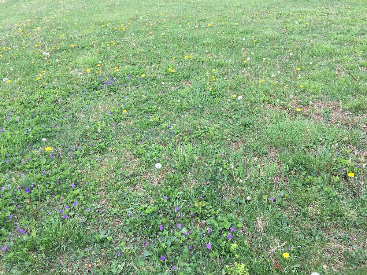 grass full of weeds and dandelions