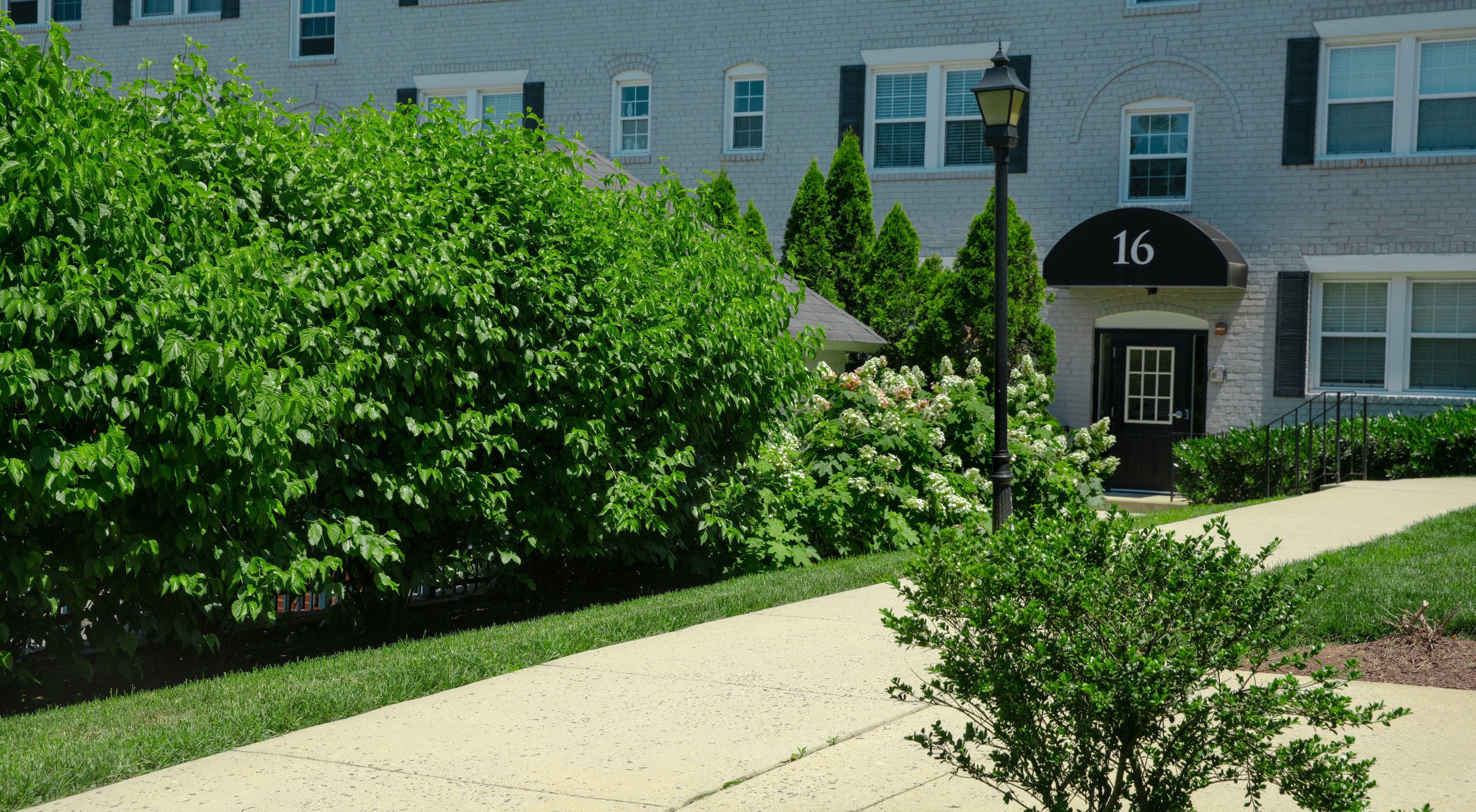 What Impacts the Lifespan of Shrubs on my Commercial Property?