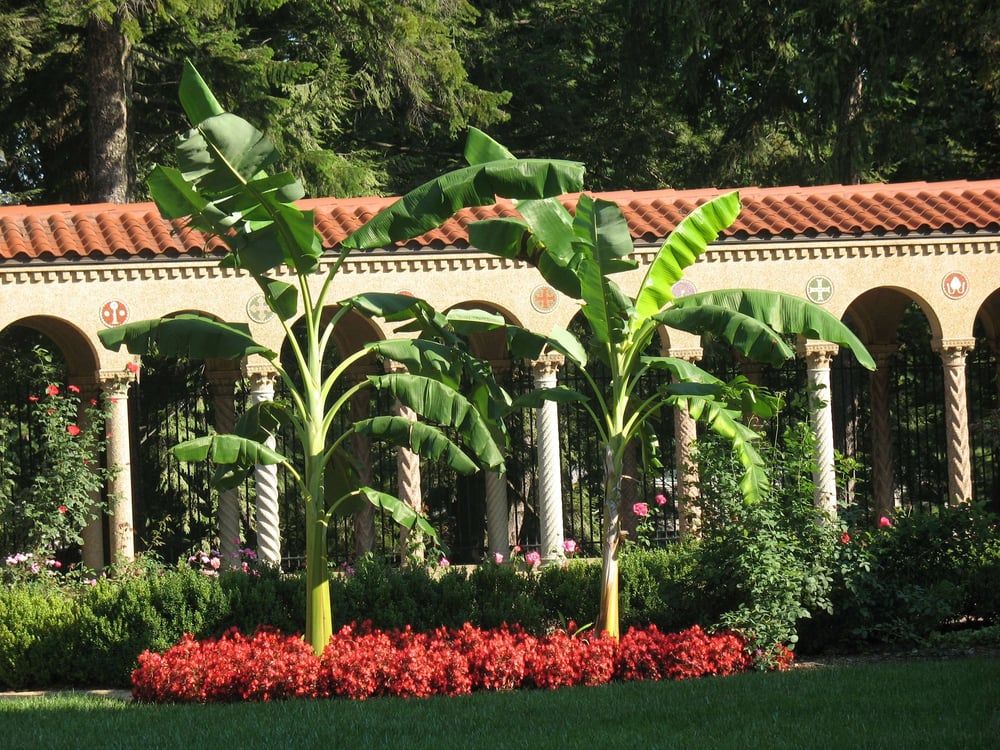 Franciscan Monastery Palms