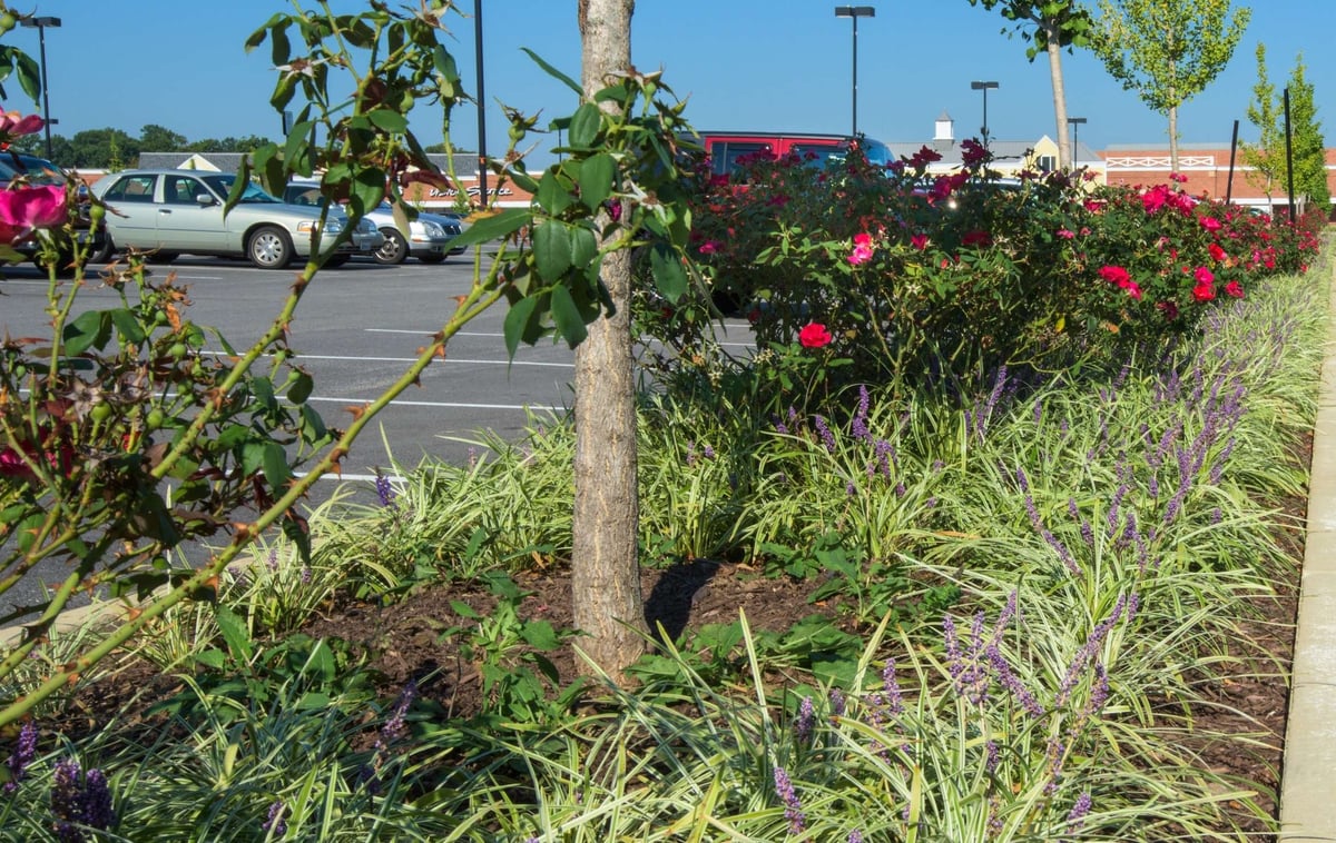 parking lot island with plantings