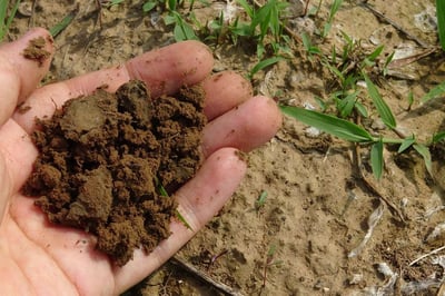 Soil to be tested for pH level