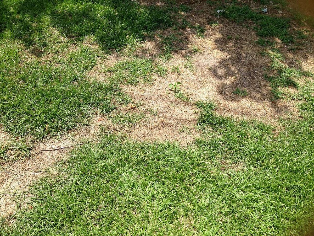 patchy grass with brown spots