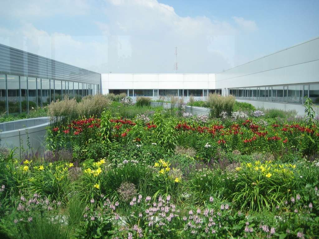 rain garden on roof with flowers