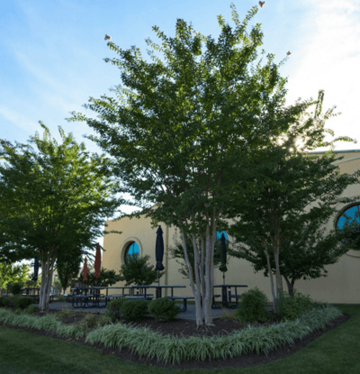 Trees can add some much-desired shade and aesthetic value to any commercial property. 