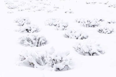 Plants covered in snow