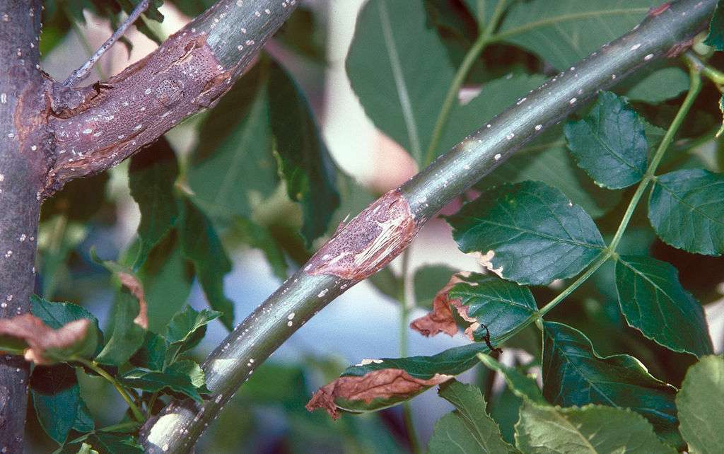 Cankers on tree branches