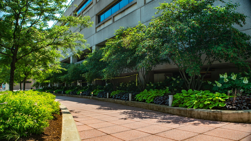 Hospital walkway and landscaping plants
