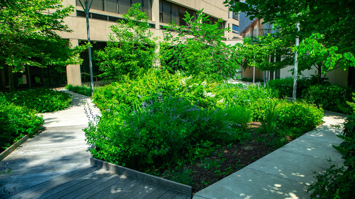 shrubs near walkway at commercial building