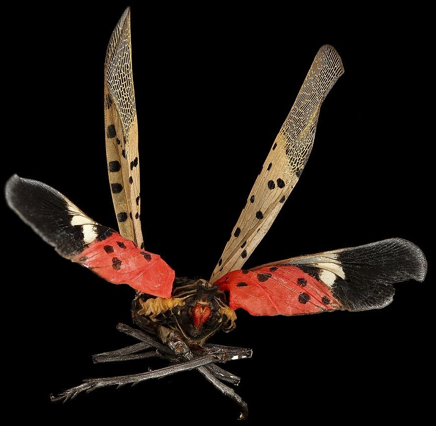 Spotted Lanternfly - edits