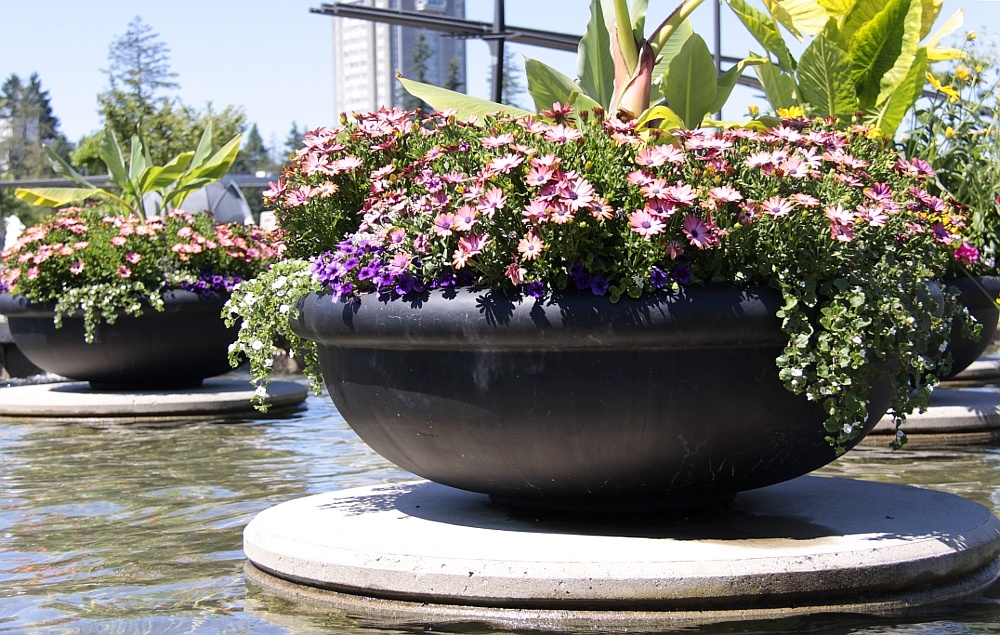 container gardens near water feature