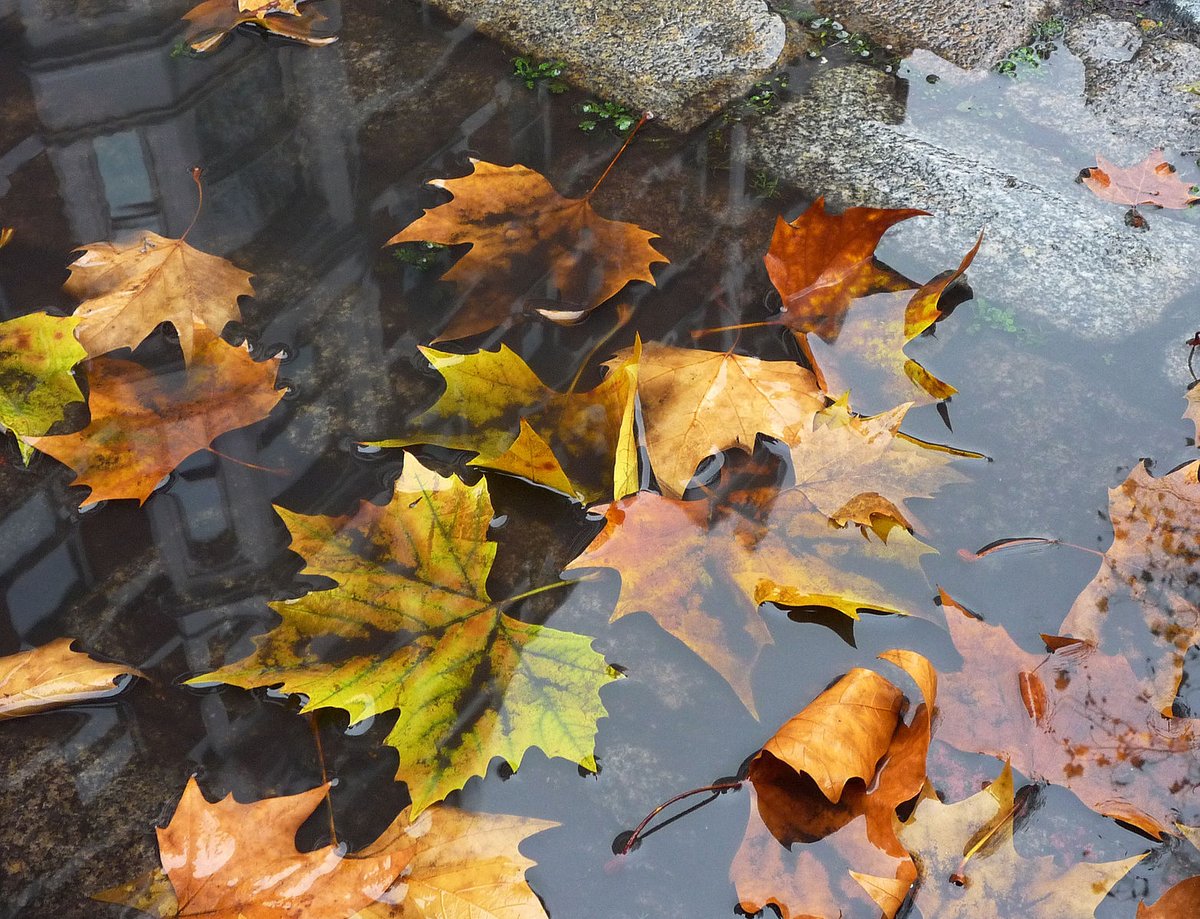leaves near curb in water puddle