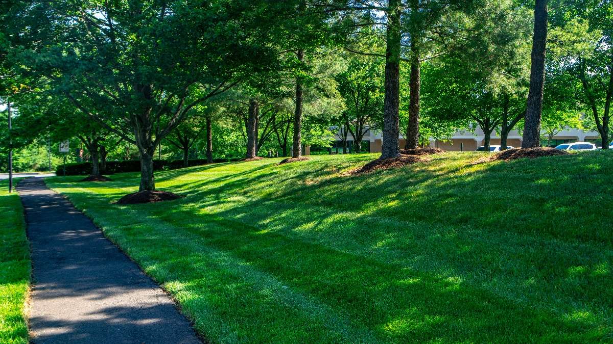green lawn care shade path turf grass