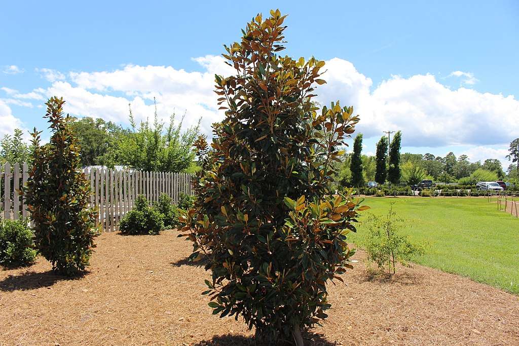 Tips to Using Dwarf Trees for Landscaping Commercial Properties