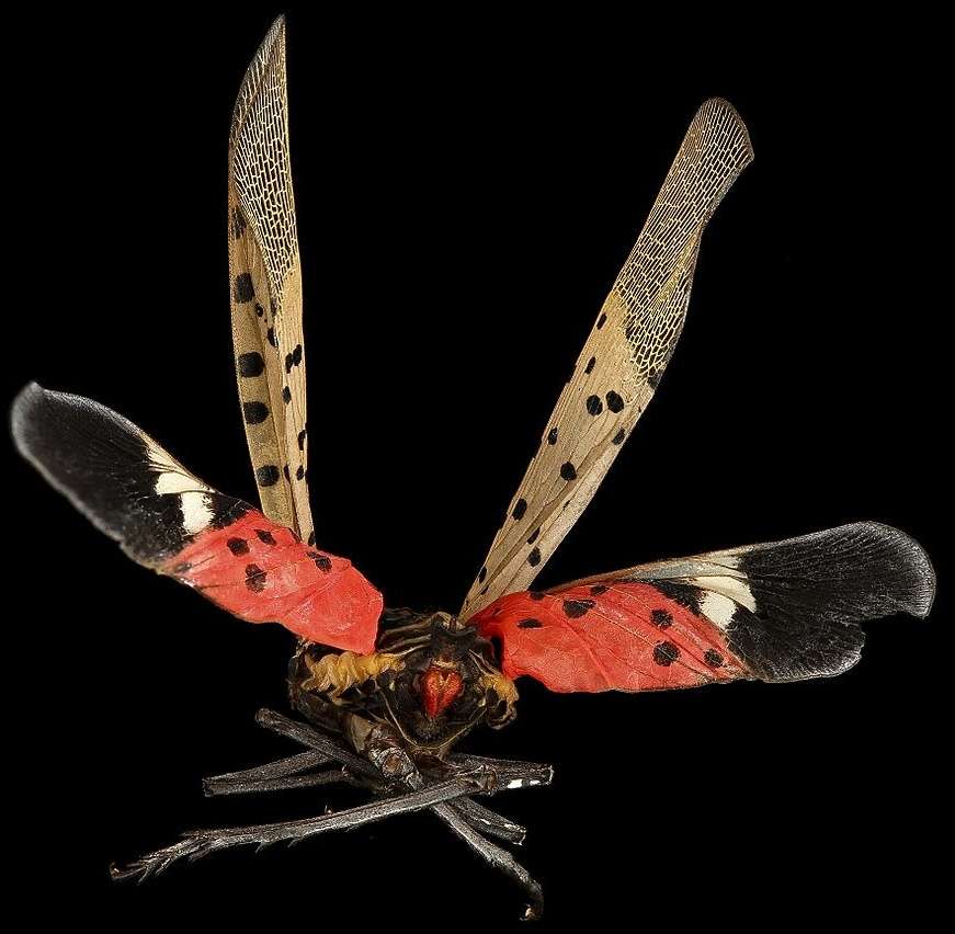 7 Things Property Managers Should Know About The Spotted Lanternfly