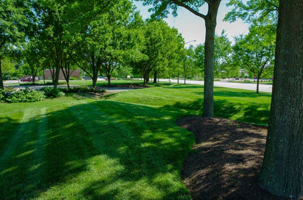 Lawn Aeration Vs Seeding